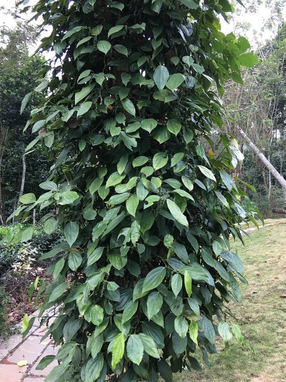 Вілла Harmony Farm Wayanad Султан-Батері Екстер'єр фото